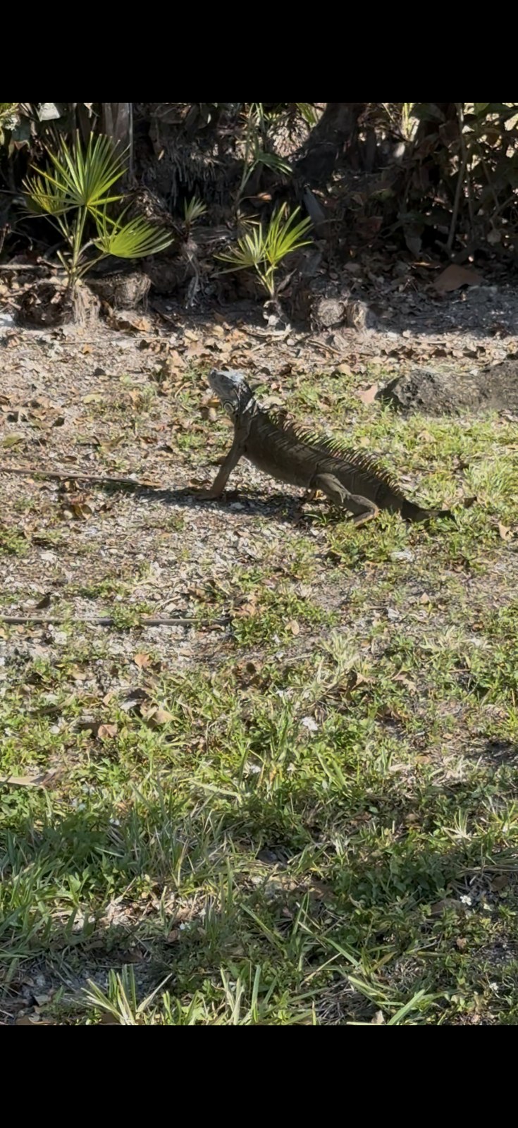 Iguana on pavement near Aventura Mall South Florida