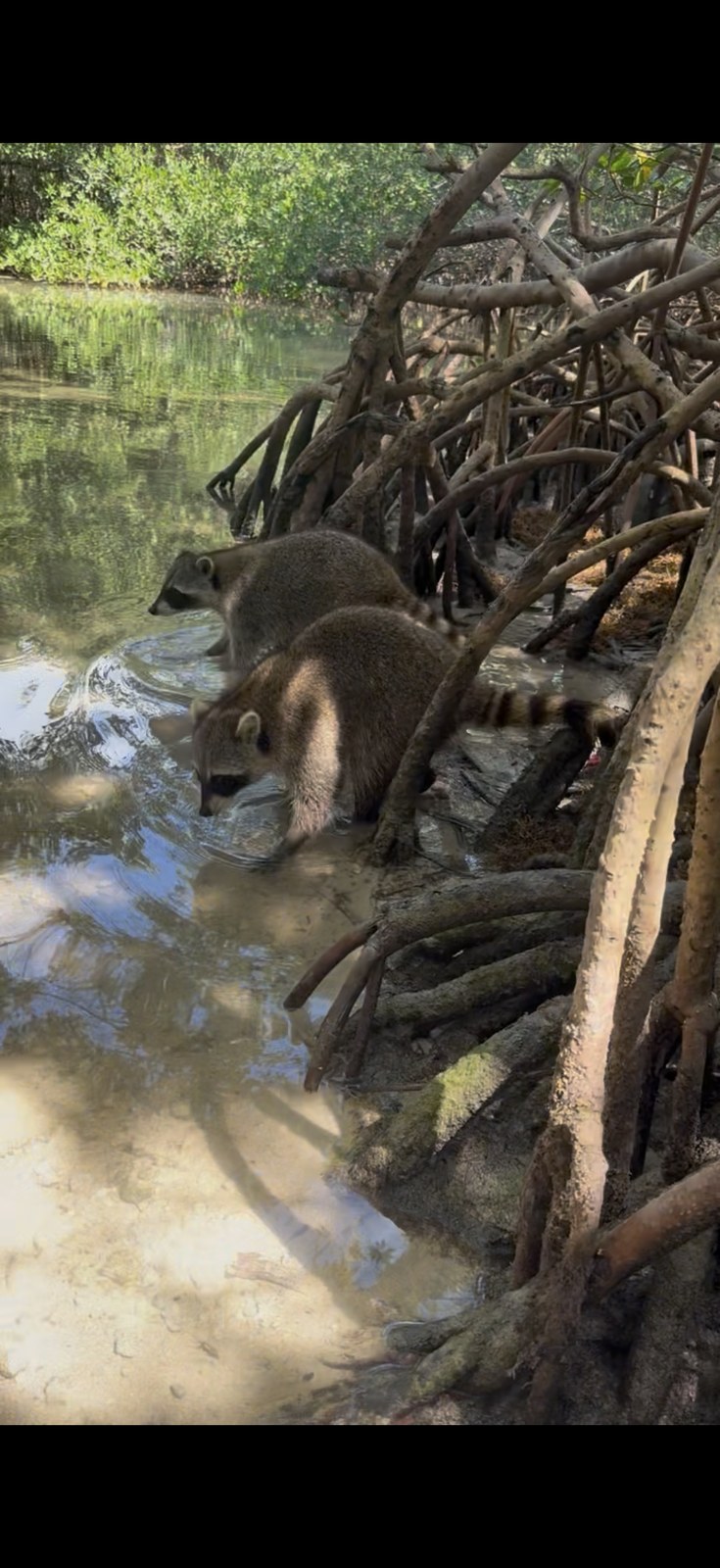 Raccoon Island wildlife tour near Fort Lauderdale and Hollywood Florida, raccoon on mangrove shoreline