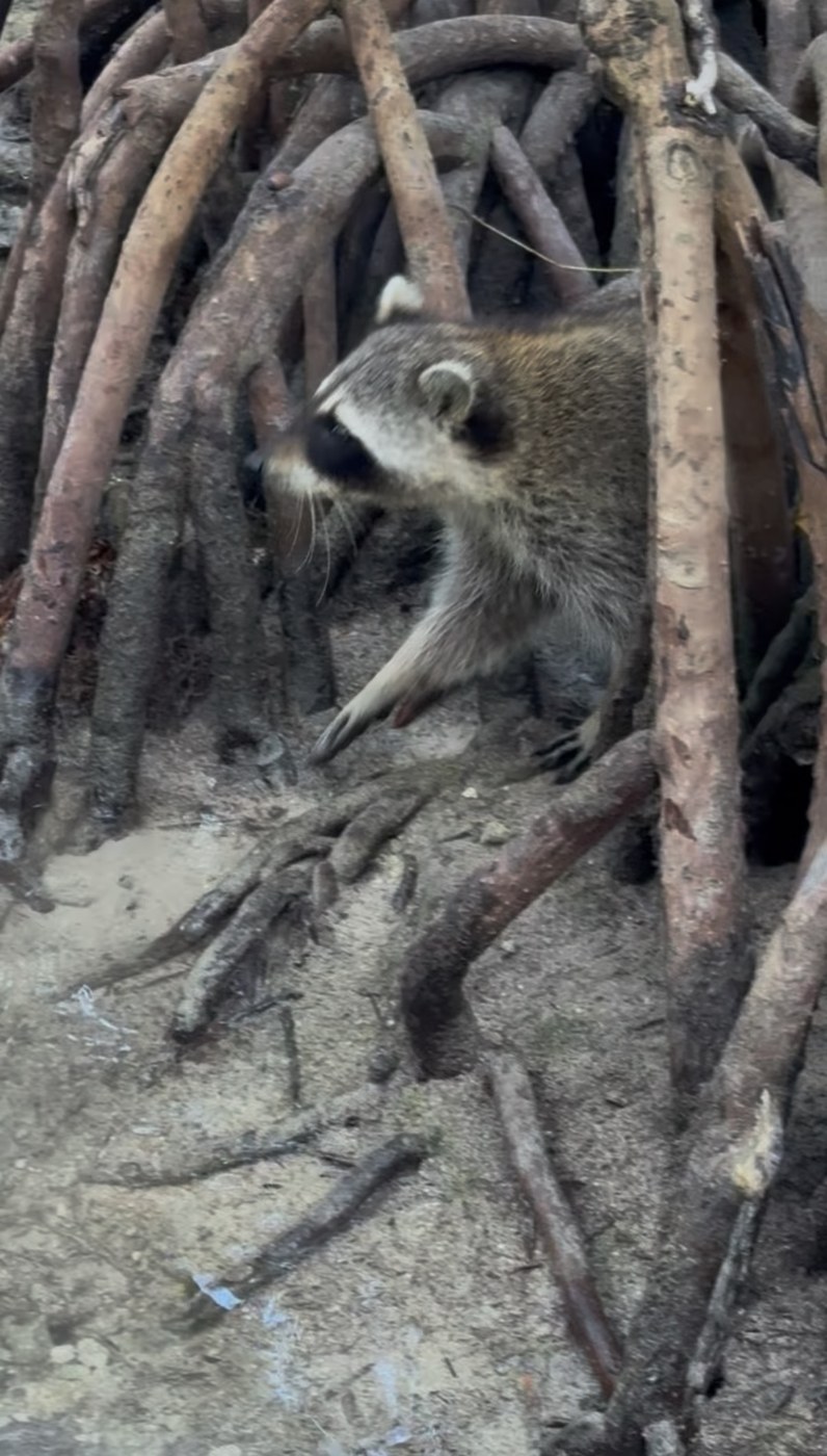 Raccoon stepping through mangrove roots on Raccoon Island South Florida