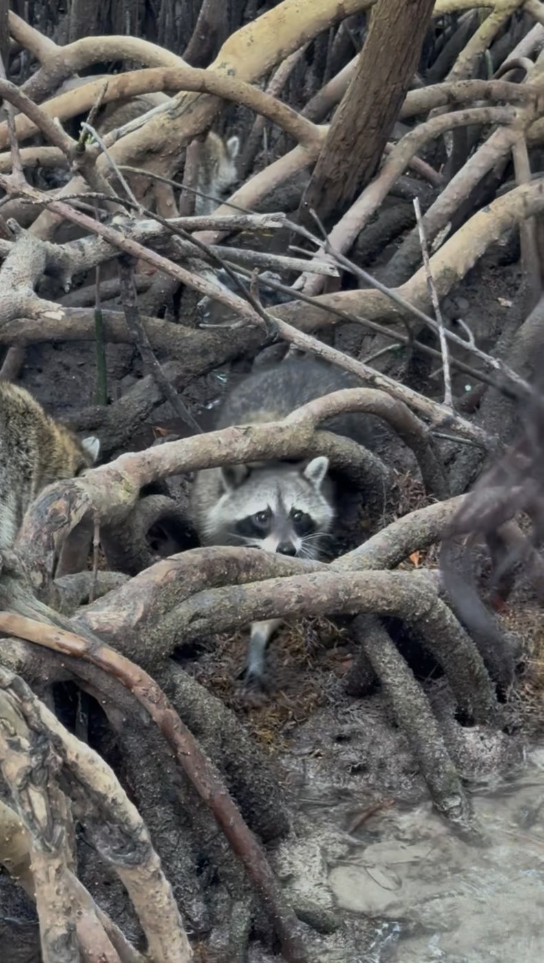 Raccoons among tangled mangrove prop roots looking toward the camera