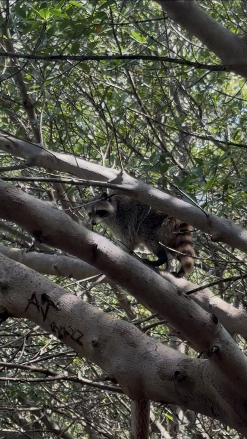 Raccoon navigating thick grey branches in sunlit mangrove canopy