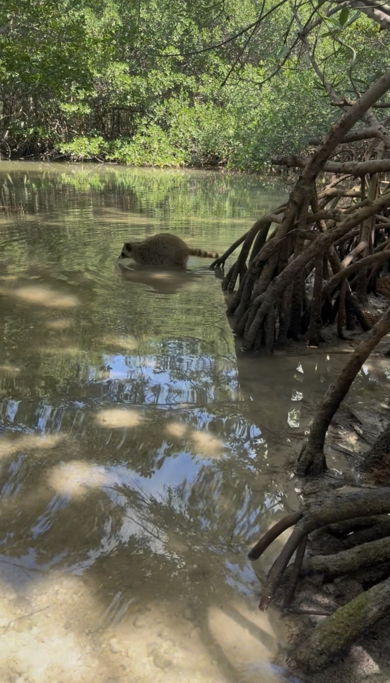 Raccoon wading in shallow water beside mangrove roots Raccoon Island