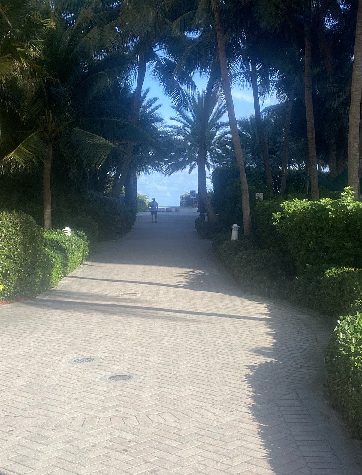 Pathway lined with palm trees leading to the beach under blue skies