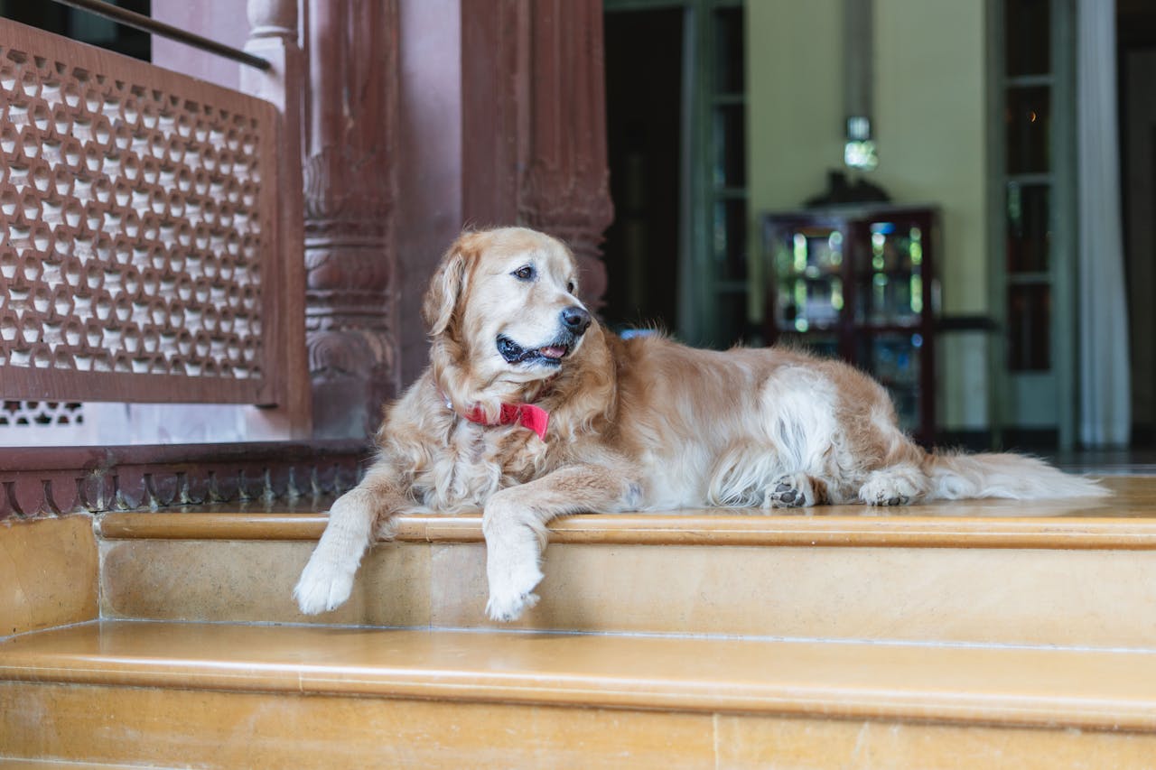 Golden retriever sitting at an elegant hotel entrance
