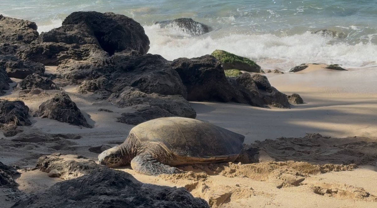 Sea turtle resting at Laniakea Beach